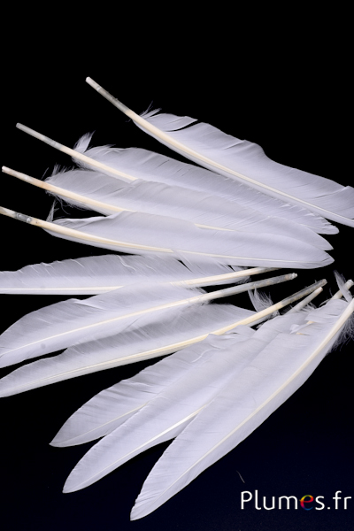 Oie Lame - 12-18 cm - blanc
